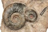 Tall, Jurassic Ammonite (Hammatoceras) Display - France #191739-1